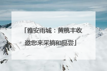雅安雨城：黄桃丰收 邀您来采摘和品尝