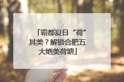 霸都夏日“荷”其美？解锁合肥五大绝美荷塘