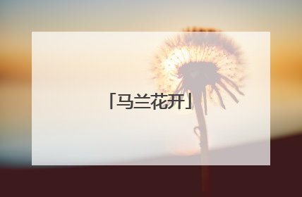 马兰花开