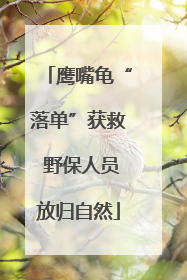 鹰嘴龟“落单”获救 野保人员放归自然