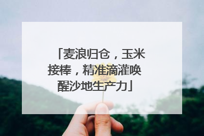 麦浪归仓，玉米接棒，精准滴灌唤醒沙地生产力