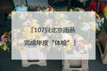 107只北京雨燕完成年度“体检”
