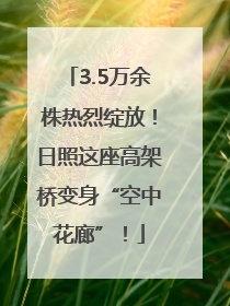3.5万余株热烈绽放！日照这座高架桥变身“空中花廊”！