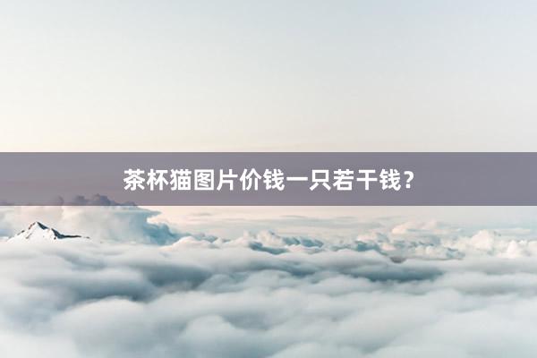 茶杯猫图片价钱一只若干钱？